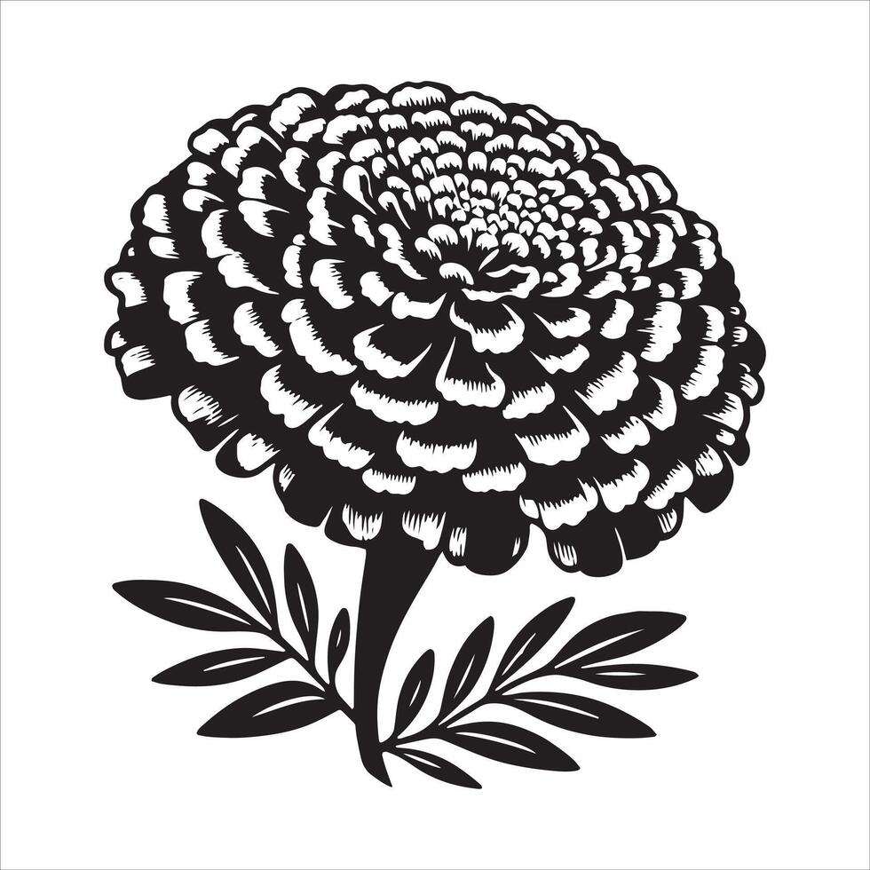 Beautiful Marigold Flowers vector