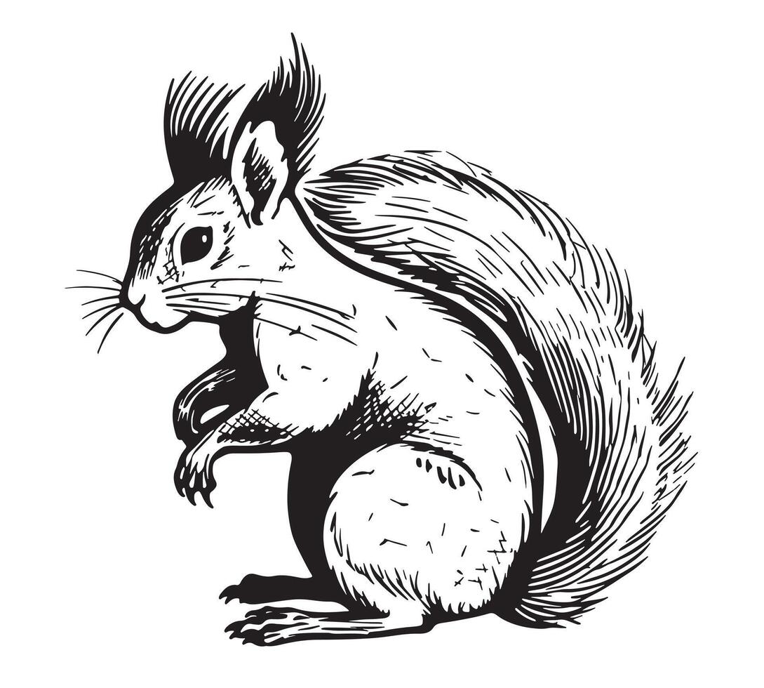 Squirrel logo sketch hand drawn illustration Wild animals vector