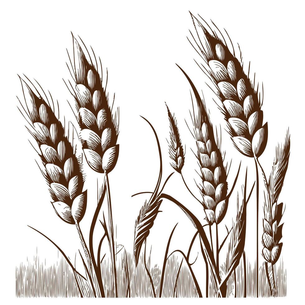 Wheat sketch hand drawn in engraving style illustration vector