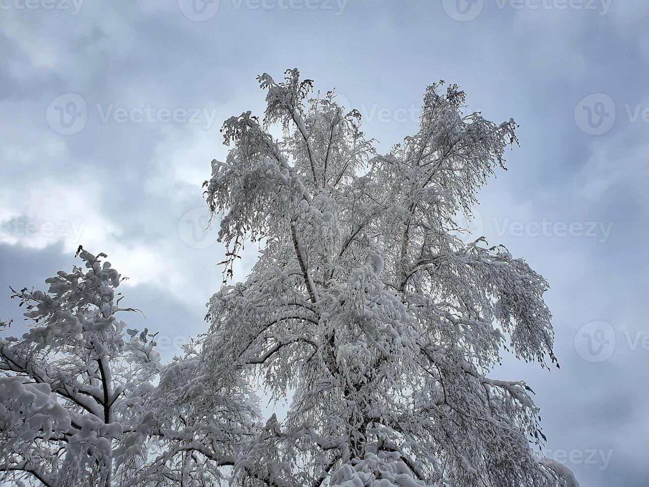 Beautiful winter tree and branches covered with snow against the sky photo
