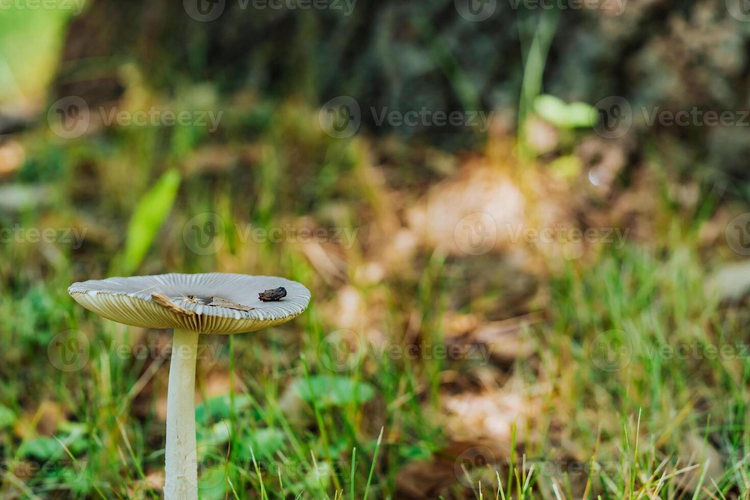 mushroom in green grass, close-up photo