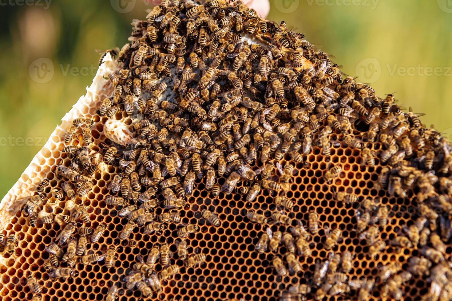 Beekeeper is working with bees and beehives on the apiary. Bees on honeycomb. Frames of a bee hive. Beekeeping. Honey. photo