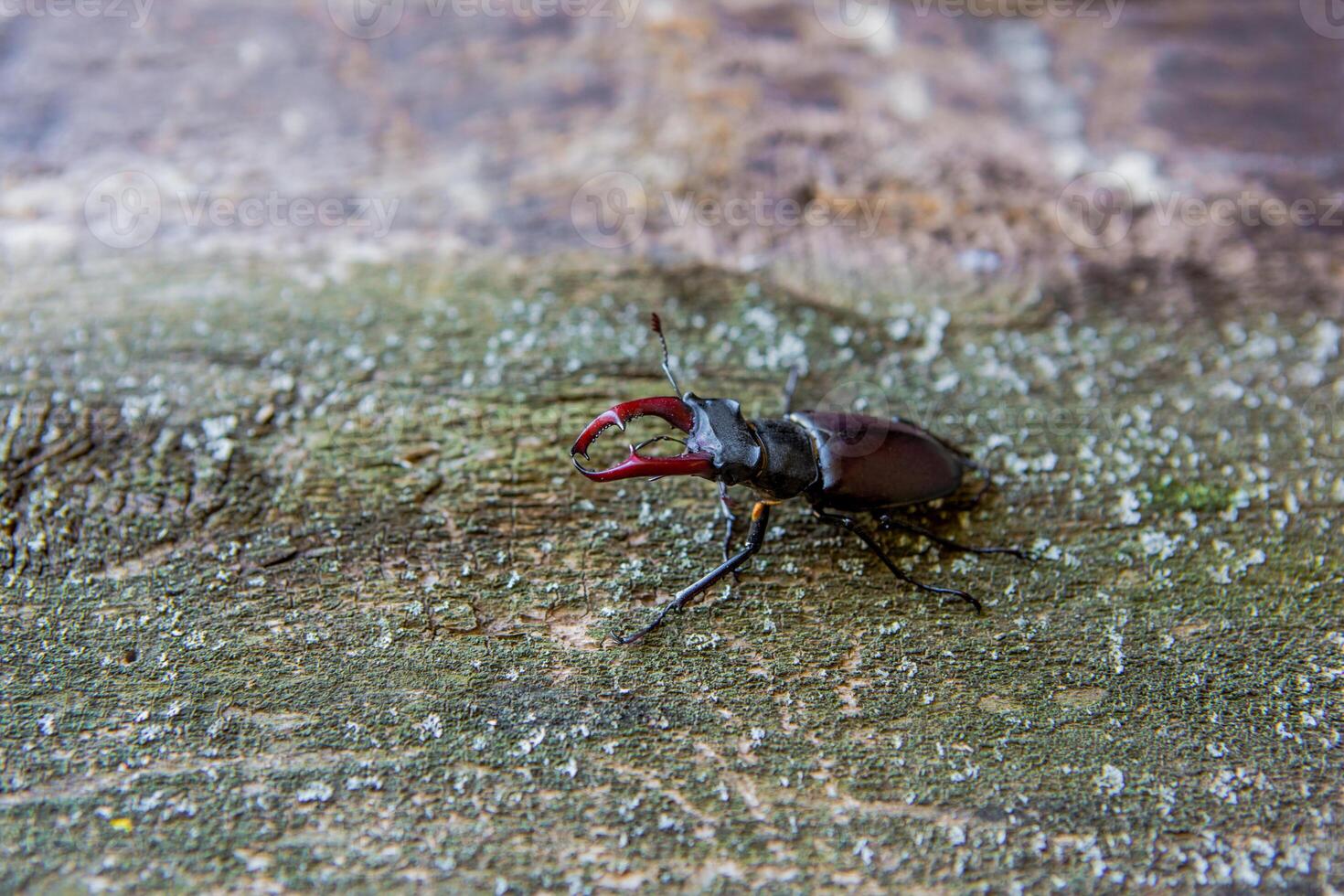 Stag beetle on a wooden. Rhinoceros beetle. Battle Beetle photo