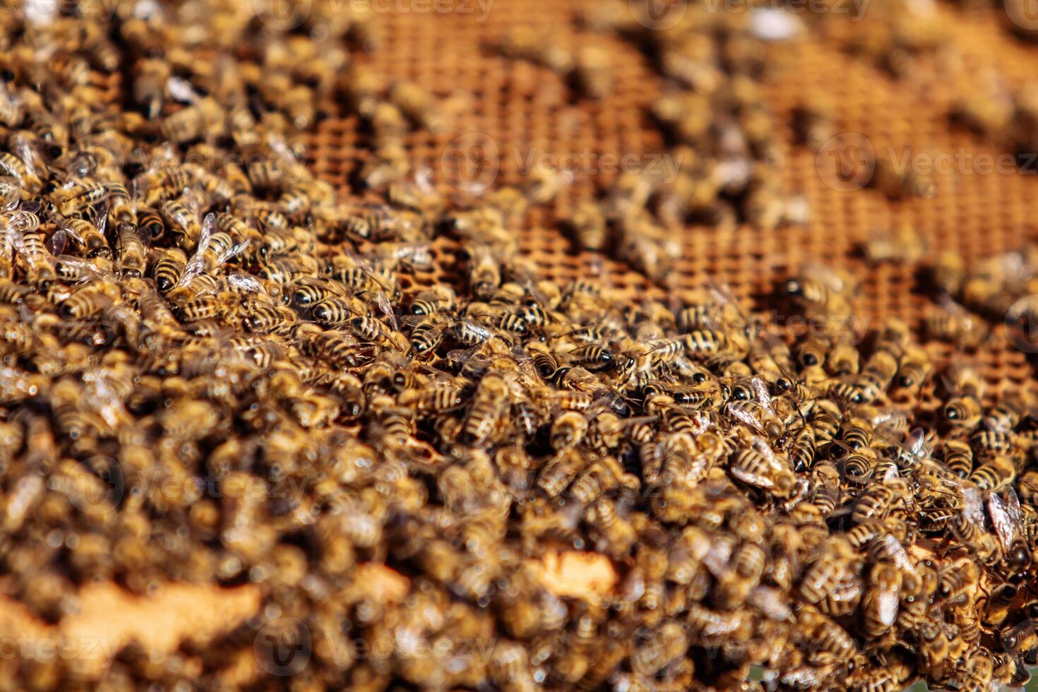 Honey Bees on Honeycomb. Frames of a bee hive. Apiculture. photo