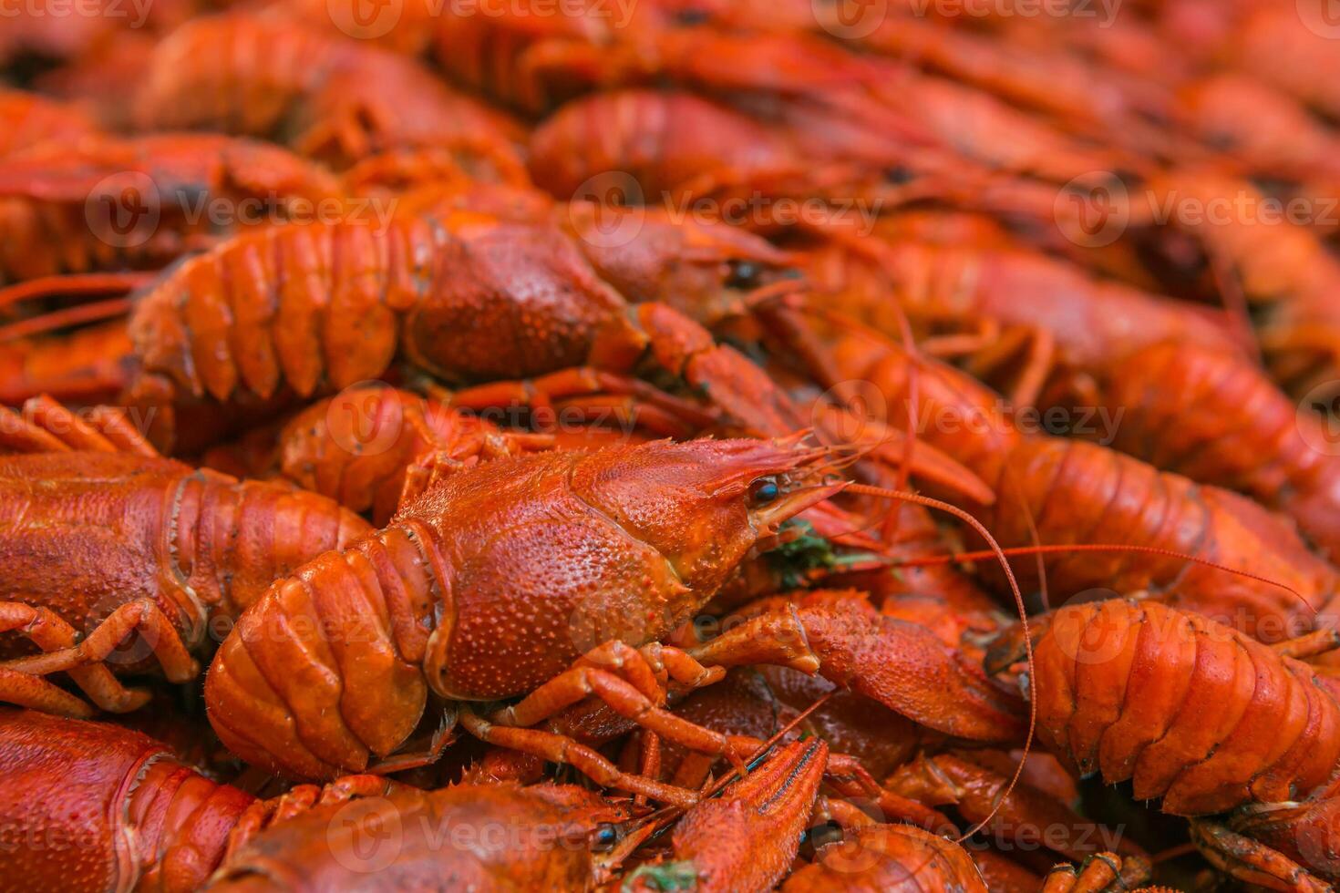 Cancers. Boiled red crawfish. Crawfish ready to eat. Beer snack. Crayfish to beer. The Luisian shell. photo