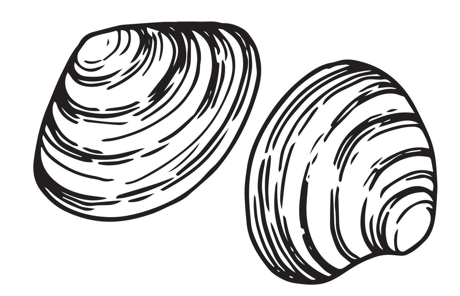 sea clam. illustration in sketch style vector