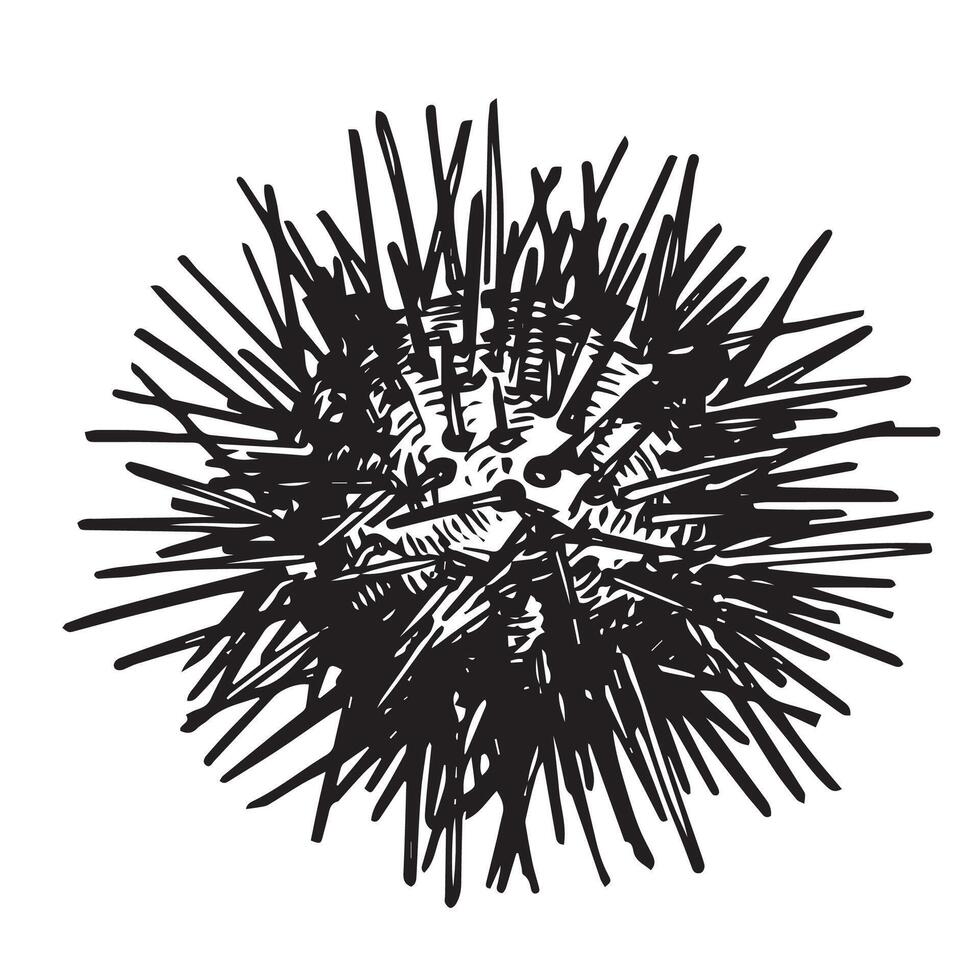 sea urchin. illustration in sketch style vector