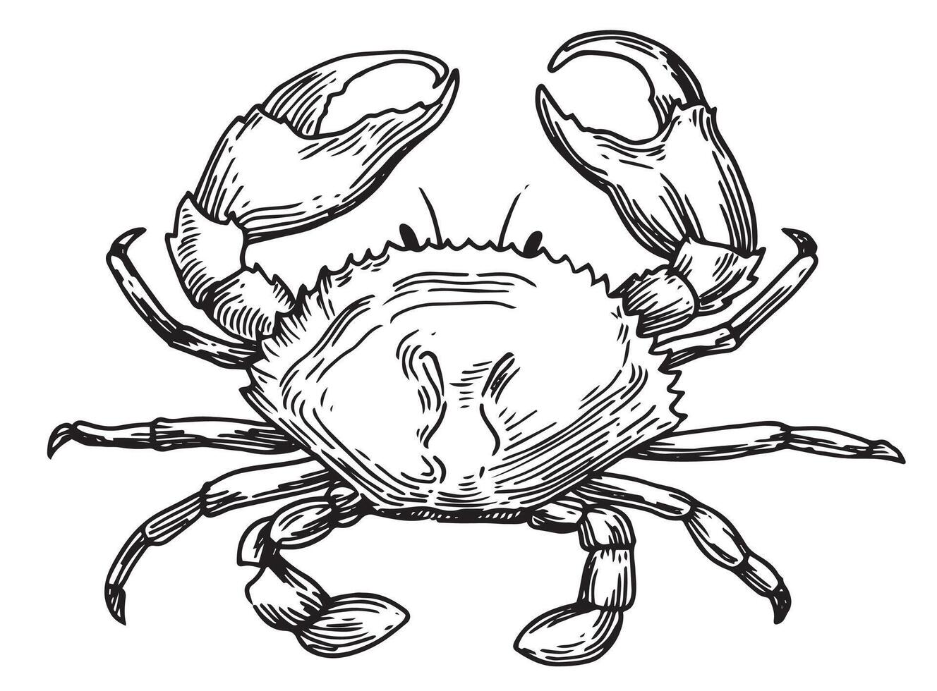 sea crab illustration in sketch style vector