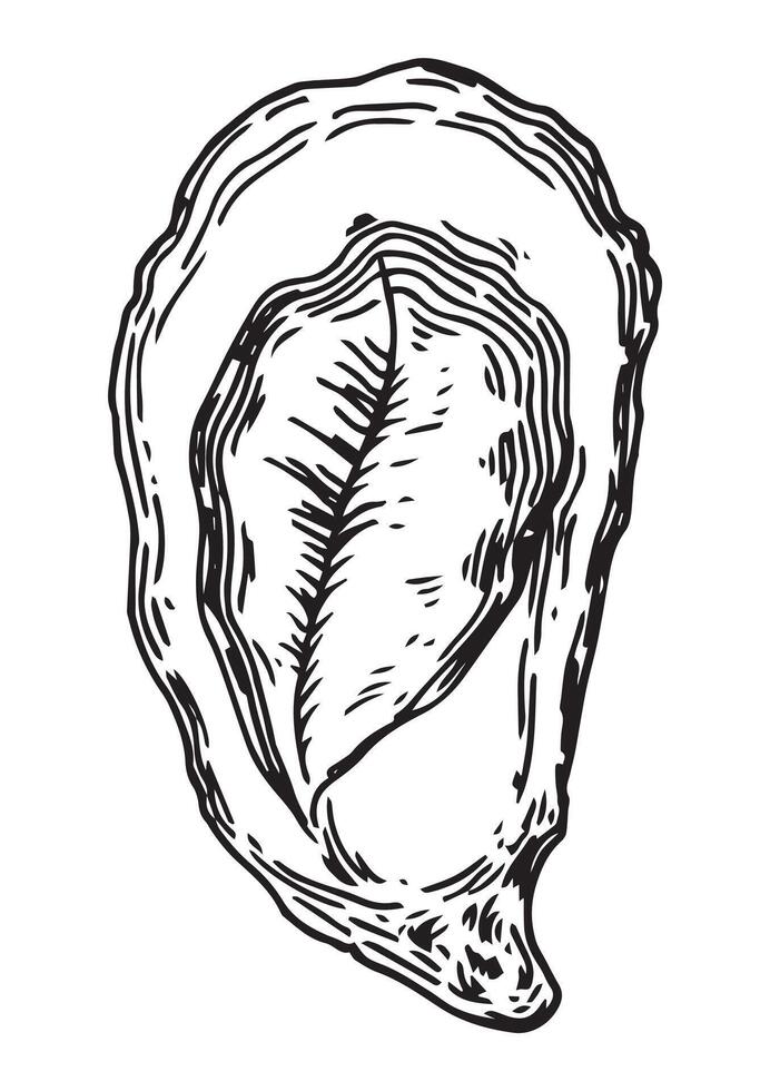 sea clam oyster. illustration in sketch style vector