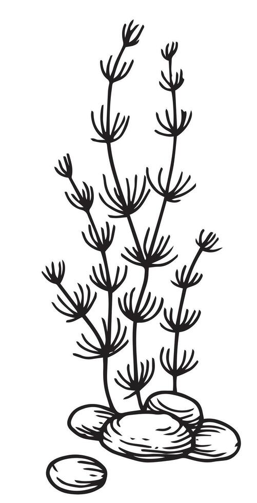 seaweed, kelp seaweed. illustration in sketch style vector