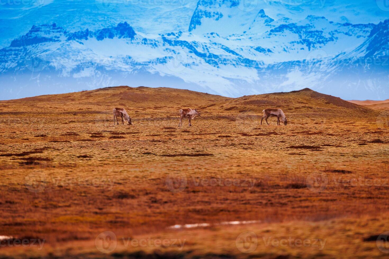 Scandinavian lands with mooses, majestic group of animals grazing in nordic countryside with colored sky. Wildlife in frozen icy landscapes and scenery, natural park fauna in iceland. photo