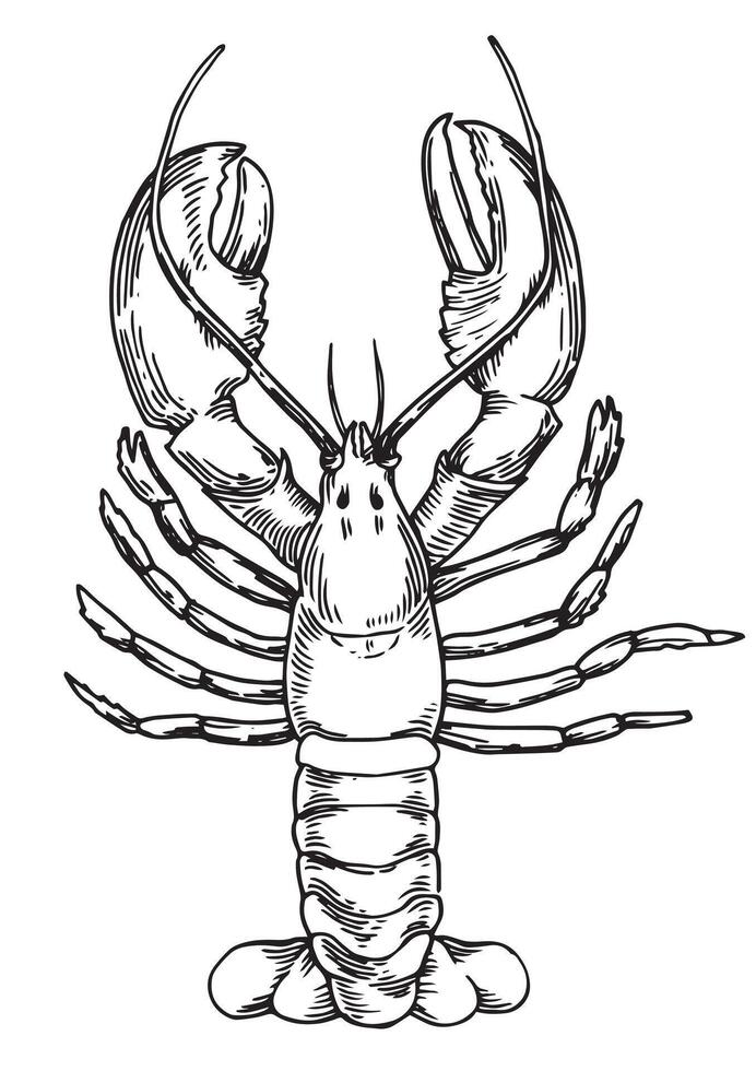 lobster illustration in sketch style vector