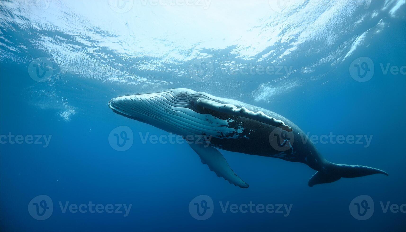 whale swimming gracefully beneath the ocean surface. The deep blue water surrounds the whale, highlighting its immense size and serene presence. The sunlight filtering, grandeur of marine life photo