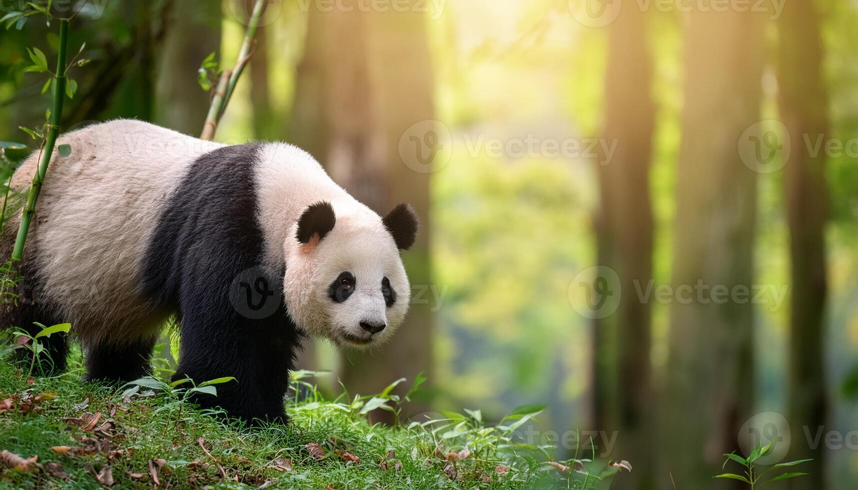 giant panda bear, The panda is expressive eyes and distinctive black and white fur stand out against the soft, natural light filtering through the trees, Portrait of a giant panda photo