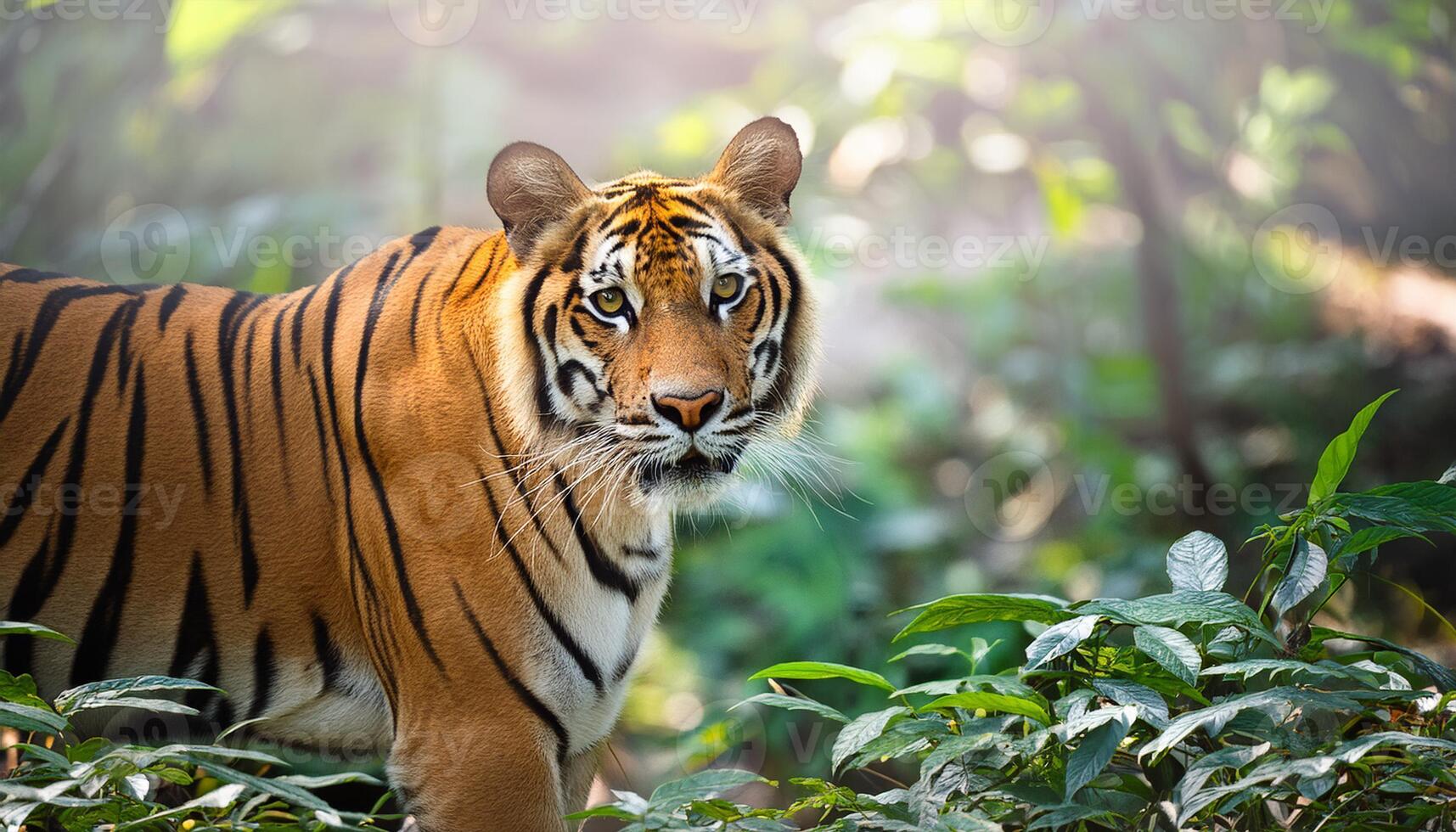 tiger in the jungle, Indian tiger resting in the lush forest, captured in natural light. The image highlights the tiger's piercing eyes, detailed stripes, and the serene environment it inhabits photo