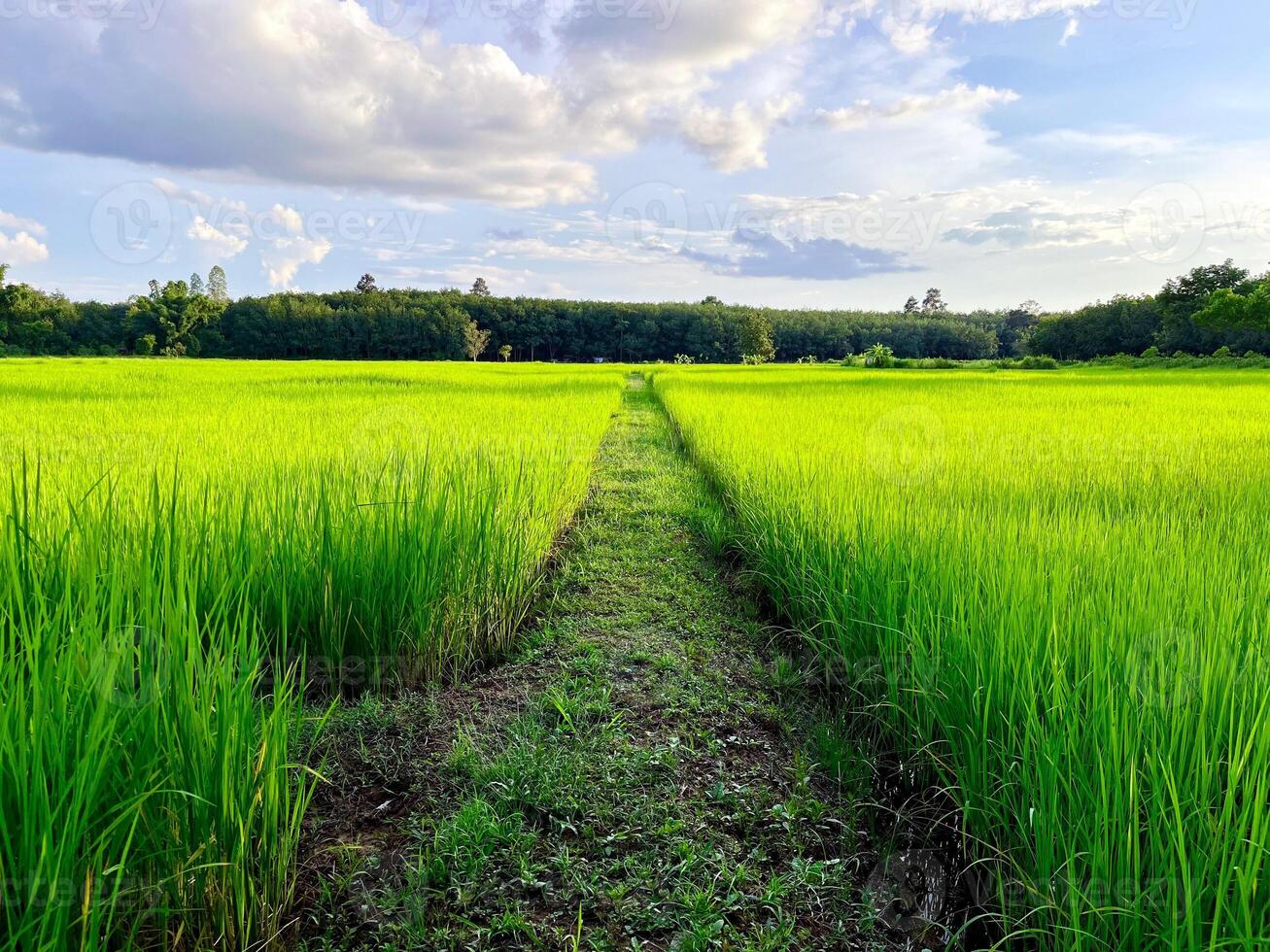 green wheat field, Beautiful golden rice field and ear of rice, Mature rice fields on farms, paddy field,Blur Paddy rice field in the morning background photo
