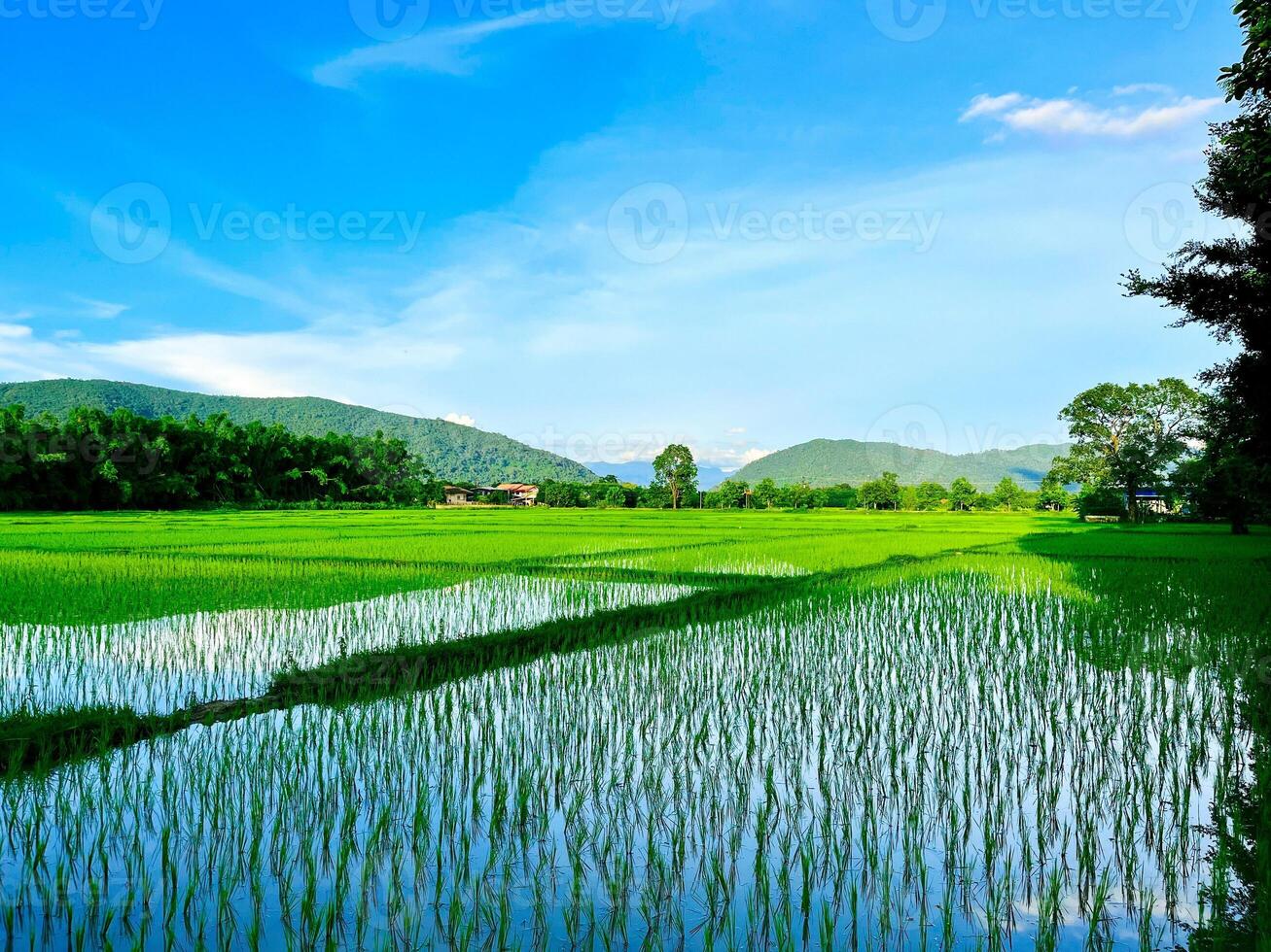 green wheat field, Beautiful golden rice field and ear of rice, Mature rice fields on farms, paddy field,Blur Paddy rice field in the morning background photo