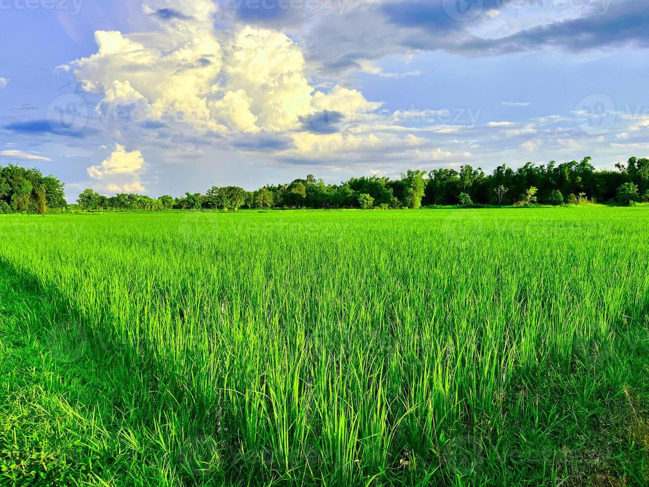 green wheat field, Beautiful golden rice field and ear of rice, Mature rice fields on farms, paddy field,Blur Paddy rice field in the morning background photo