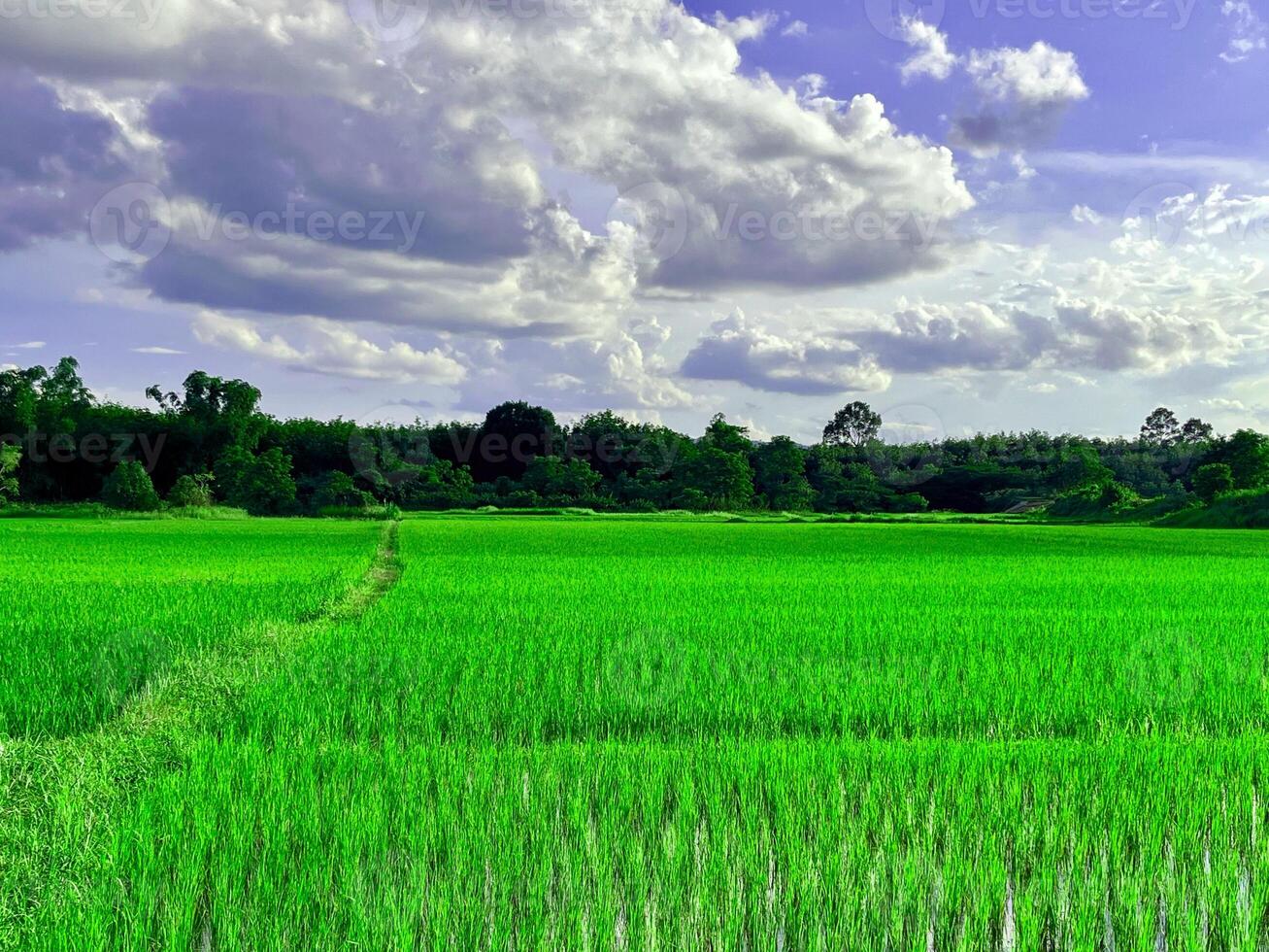 green wheat field, Beautiful golden rice field and ear of rice, Mature rice fields on farms, paddy field,Blur Paddy rice field in the morning background photo