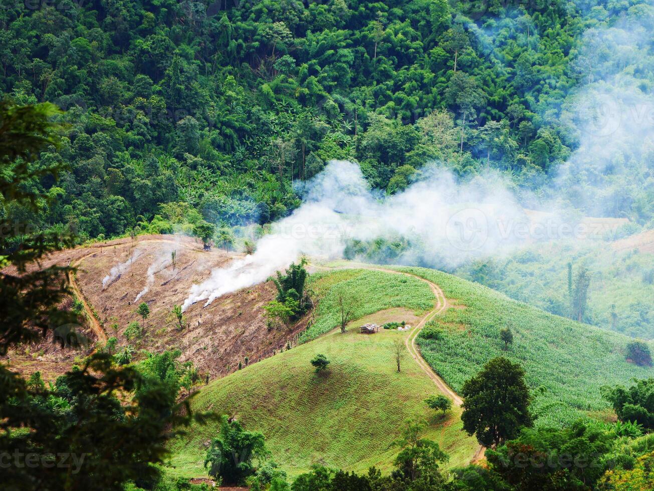 Burning forests, encroaching on forest areas, view from the top of the hill, Wild fire burns young birch trees. Forest fire damages environment burns trees, Pollution smoke from forest burning photo