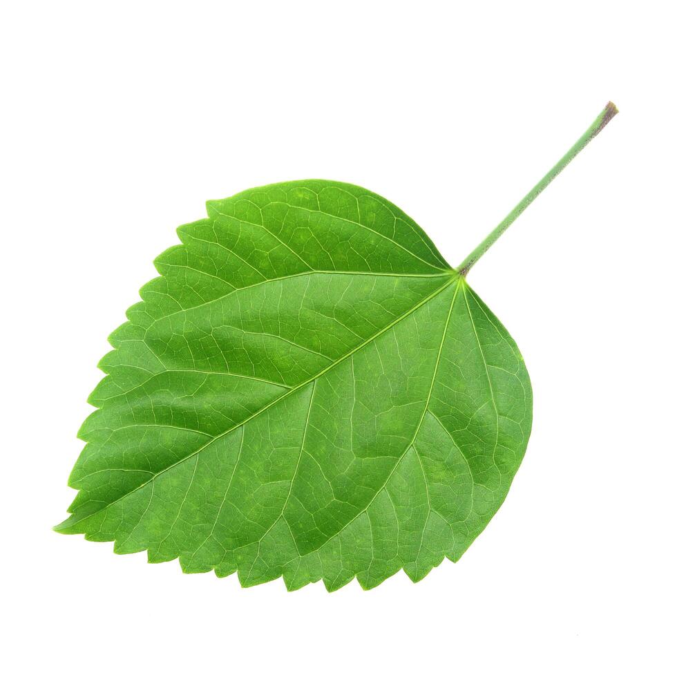 Green leaf of Hibiscus photo