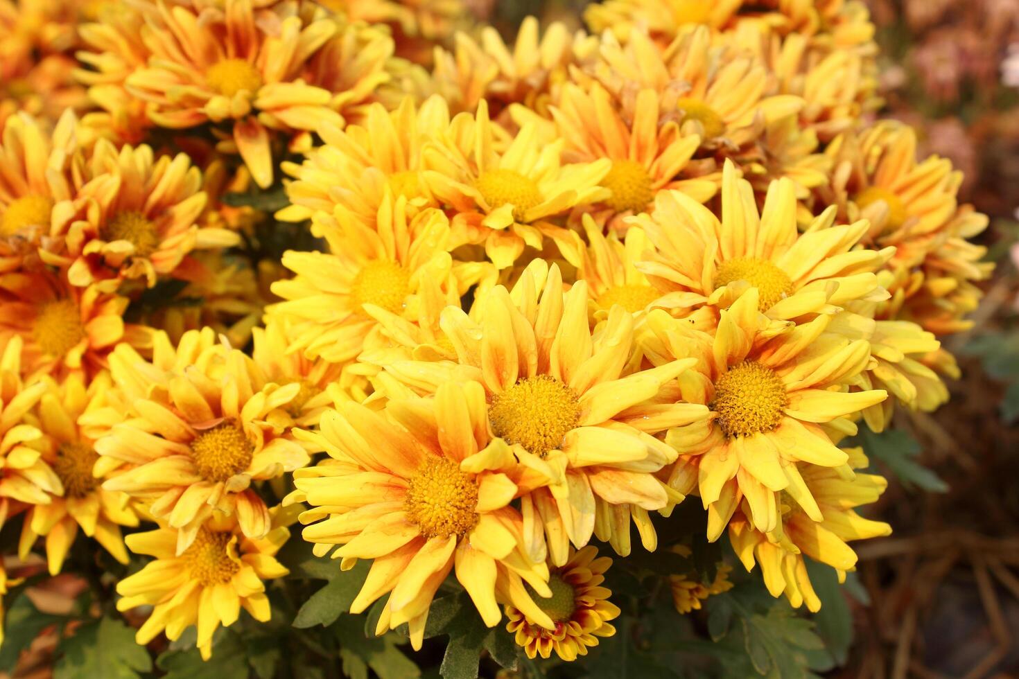 Close up of Golden Everlasting photo