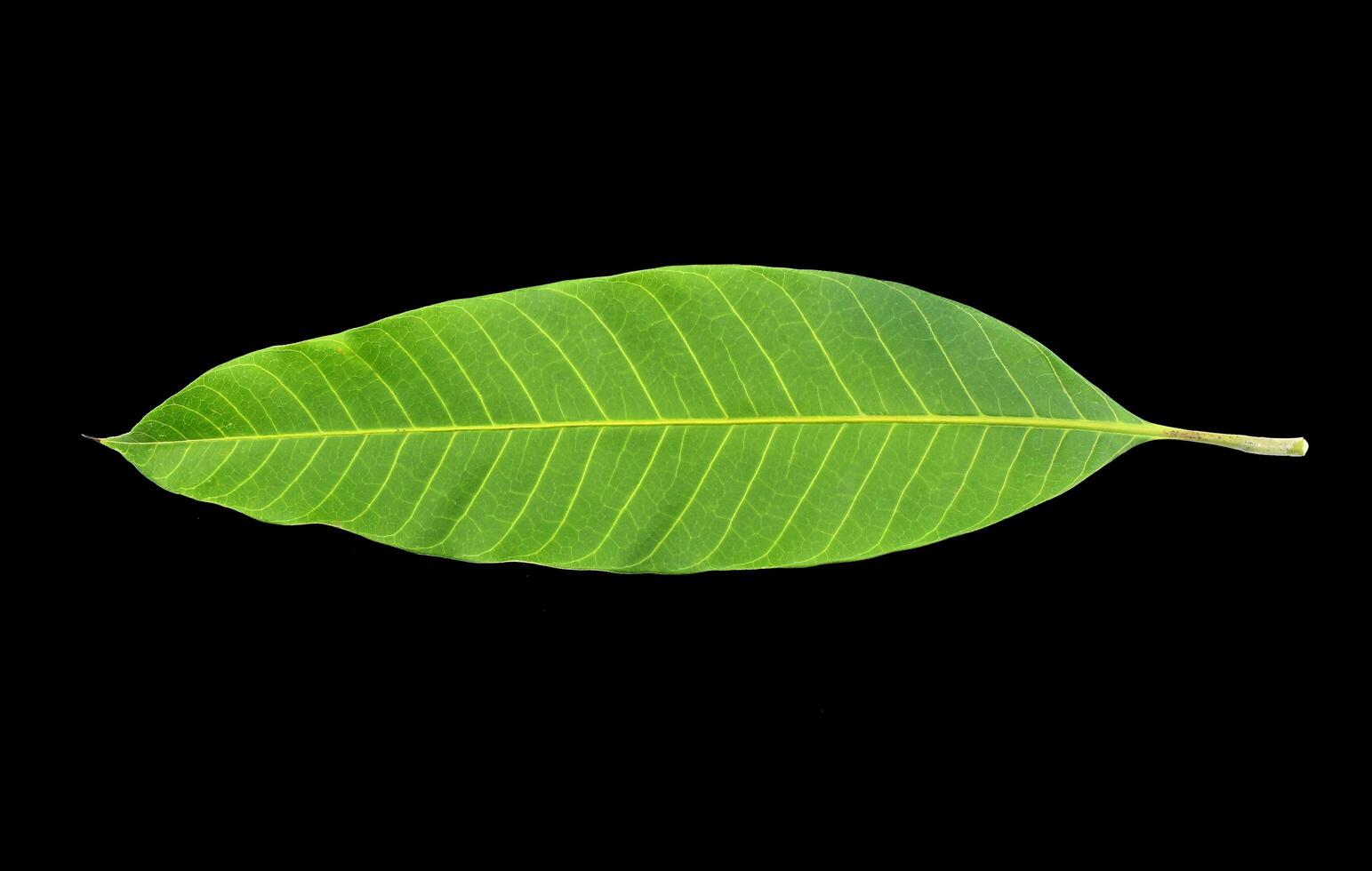 Mango leaves on a black background photo