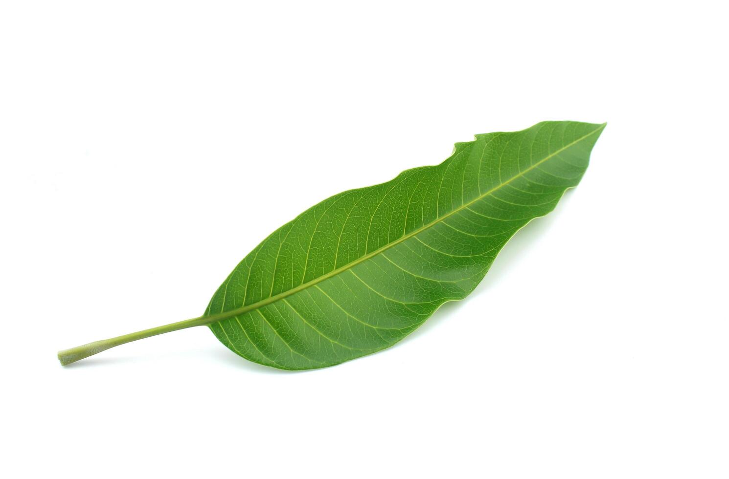 Green mango leaf isolated on white background photo