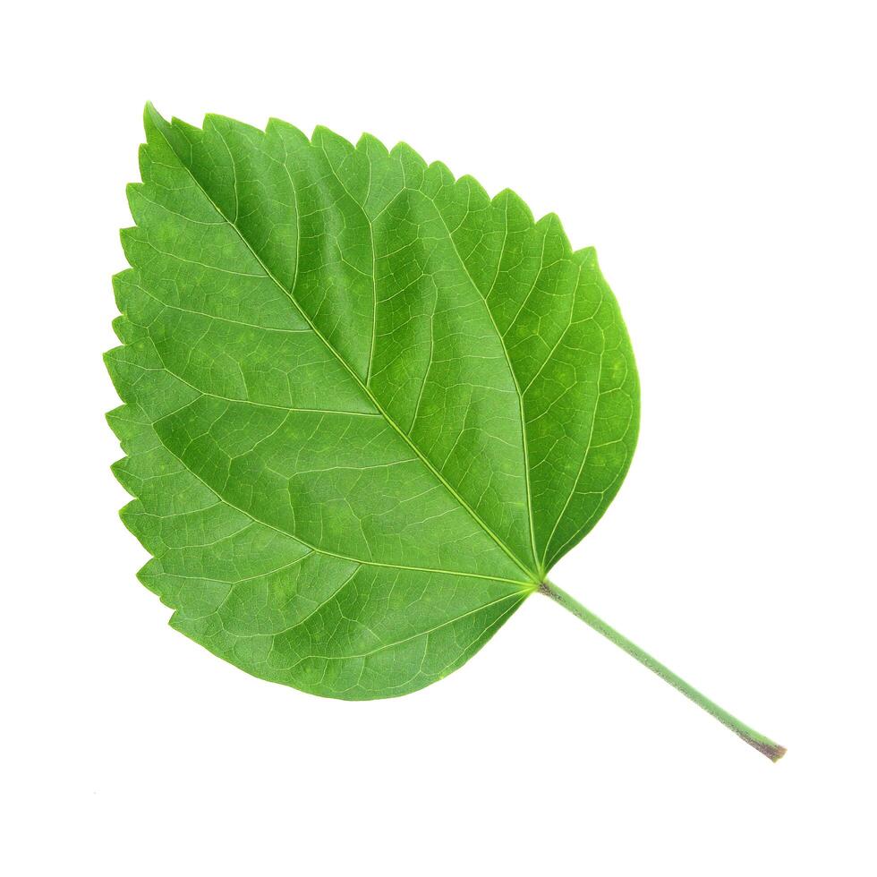 Green leaf of Hibiscus closeup on white background photo