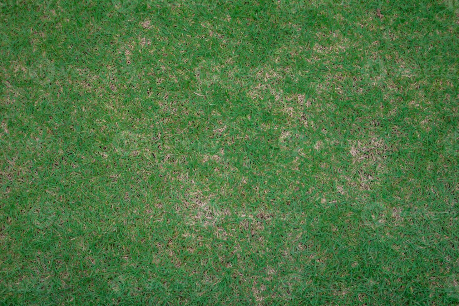 Full Frame Mini Leaves Dark background in Top View and Copy Space for text entry. Lots of small leaf backgrounds for earth day designs to put text on the background. photo