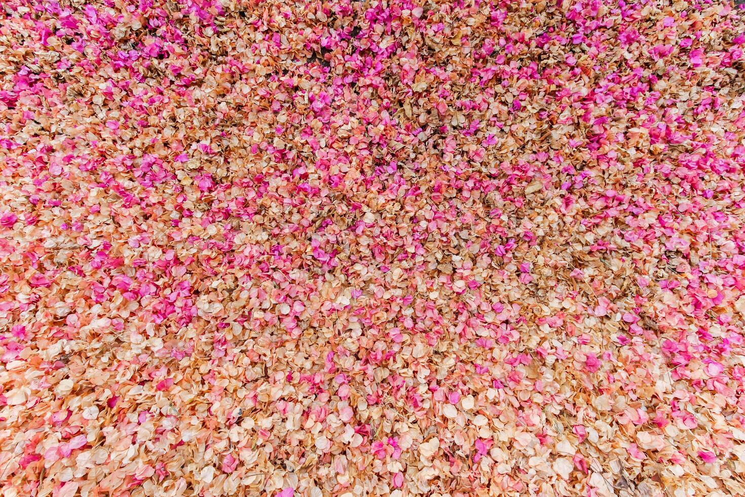 background image of petals bougainvillea The full frame of the pink flowers falling on the ground are ideal backgrounds for your design and copy space to insert text. photo