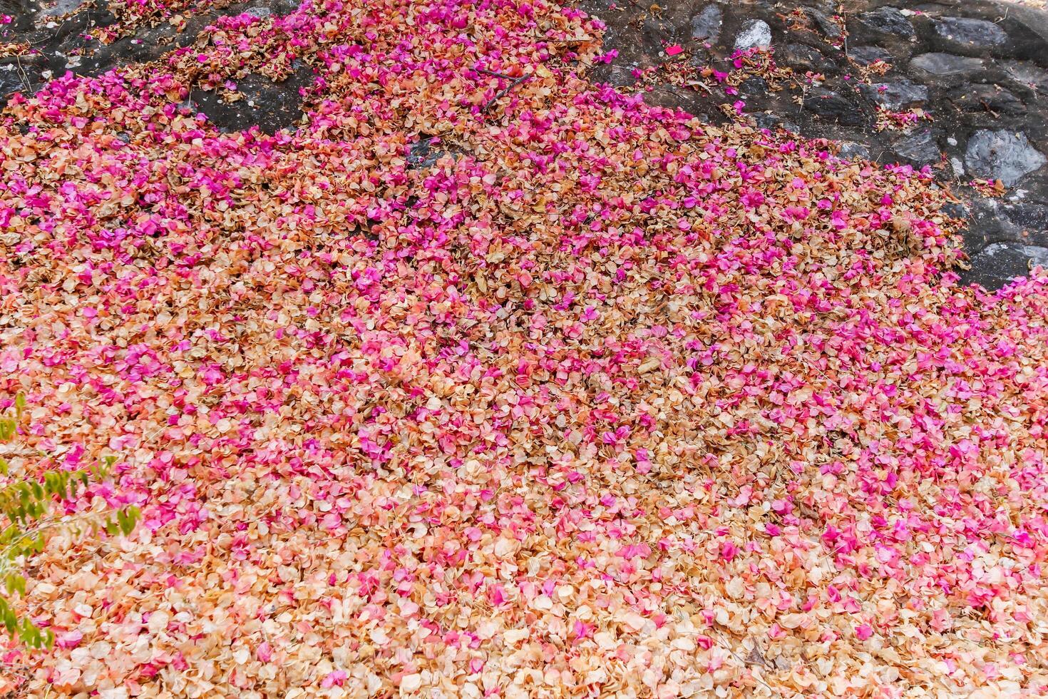 background image of petals bougainvillea The full frame of the pink flowers falling on the ground are ideal backgrounds for your design and copy space to insert text. photo