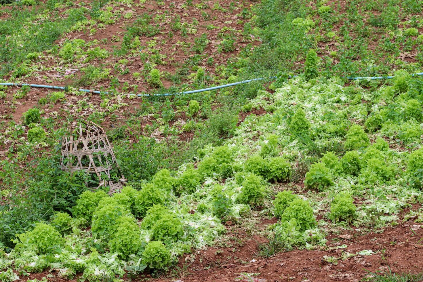 A fully grown cabbage orchard is ready to be harvested for cooking and selling at the market. Cabbage orchards that farmers take care of and maintain until they are mature and ready to harvest. photo