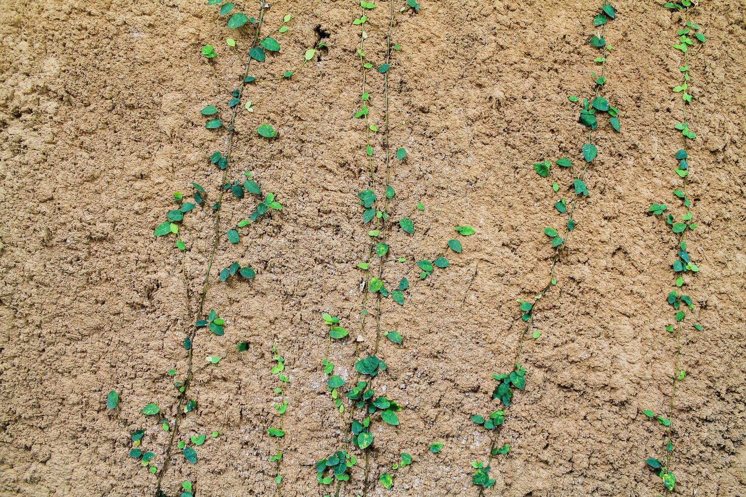 The textures and patterns on concrete walls look old and unique, making them popular as backgrounds to add messages and to complement any design. beautiful abstract background. Copy Space for Text photo
