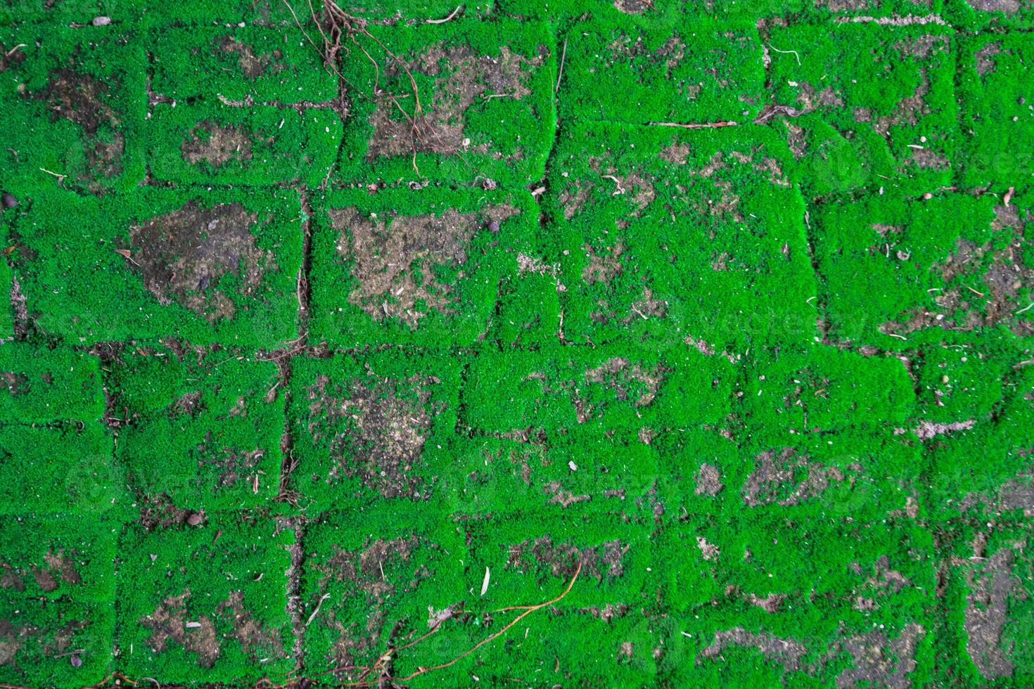 cement pavement cracks and gets moisture, causing moss to form along the cracks, looking beautiful and natural. A natural looking abstract background created by cracks in the walkway and moss. photo