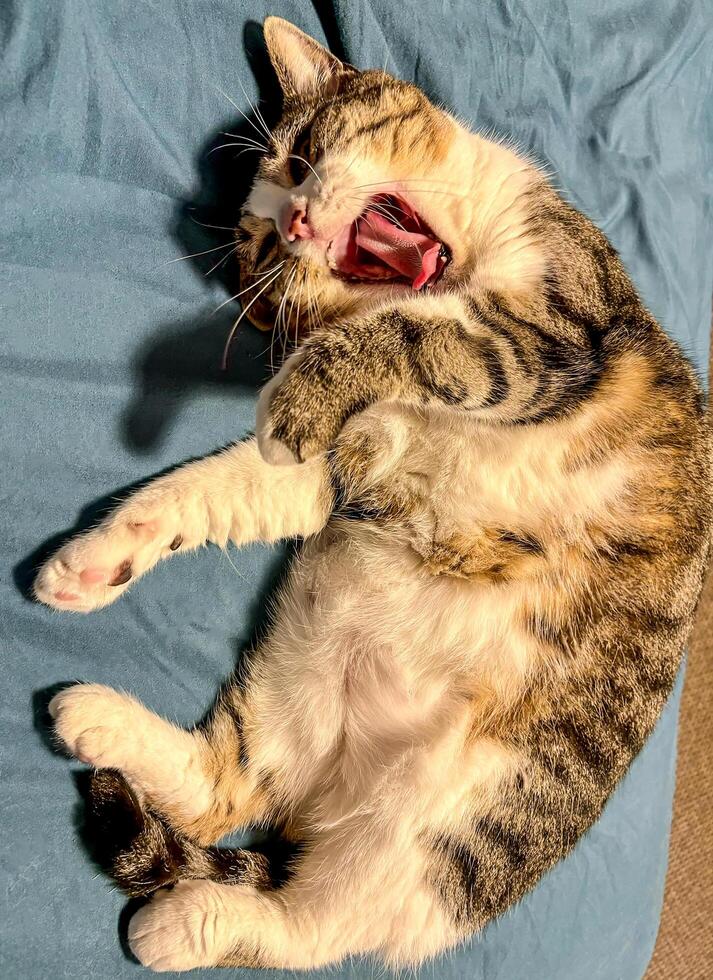 A cute fluffy cat sitting in bed and yawning photo