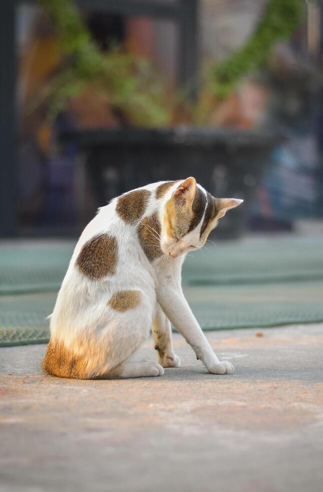 Peaceful moments of self-care, just like this content cat, can inspire us to slow down and appreciate the simple joys in life. A reminder to pause, reflect, and nurture our own well-being. photo