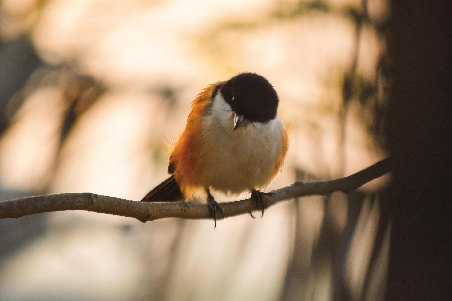 Captivated by the striking beauty of this vibrant bird, its bold colors and graceful presence in the tranquil natural setting. A moment of pure serenity. photo