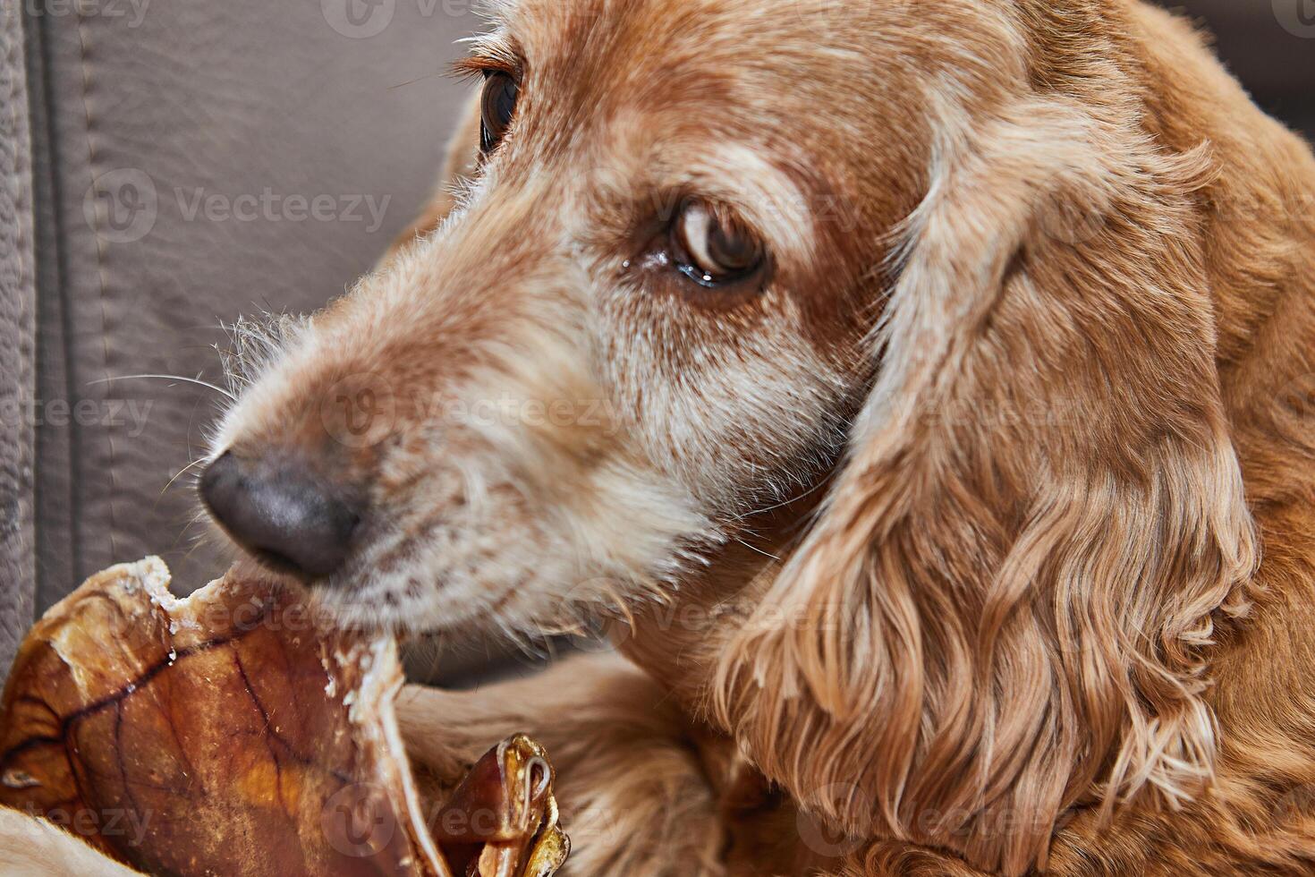 Dog Enjoying Chew Toy on Couch photo