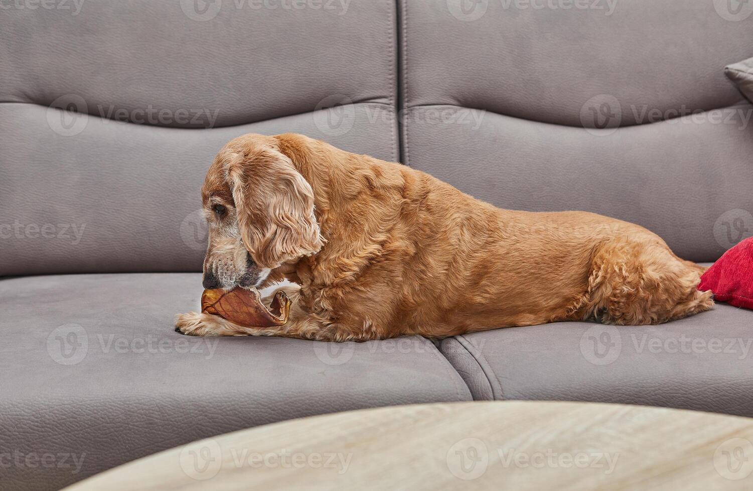 Dog Enjoying Chew Toy on Couch photo