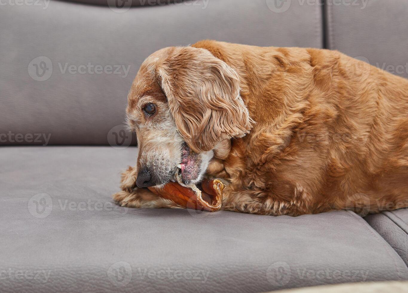 Dog Enjoying Chew Toy on Couch photo