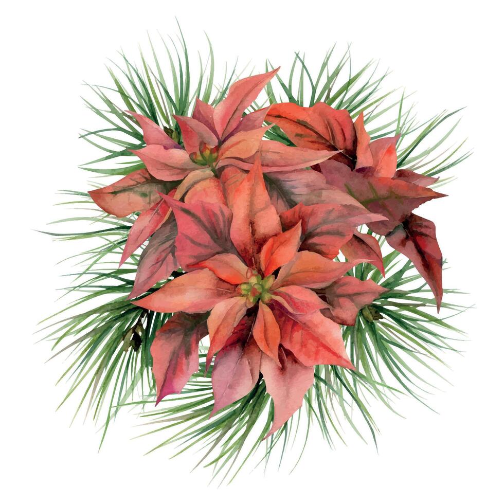 Red poinsettia flowers, leaves pine fir tree spruce. Watercolor hand drawn illustration, boutonniere isolated on white. Xmas, happy new year festive, noel navidad holiday. Cards gifts florist wedding. vector