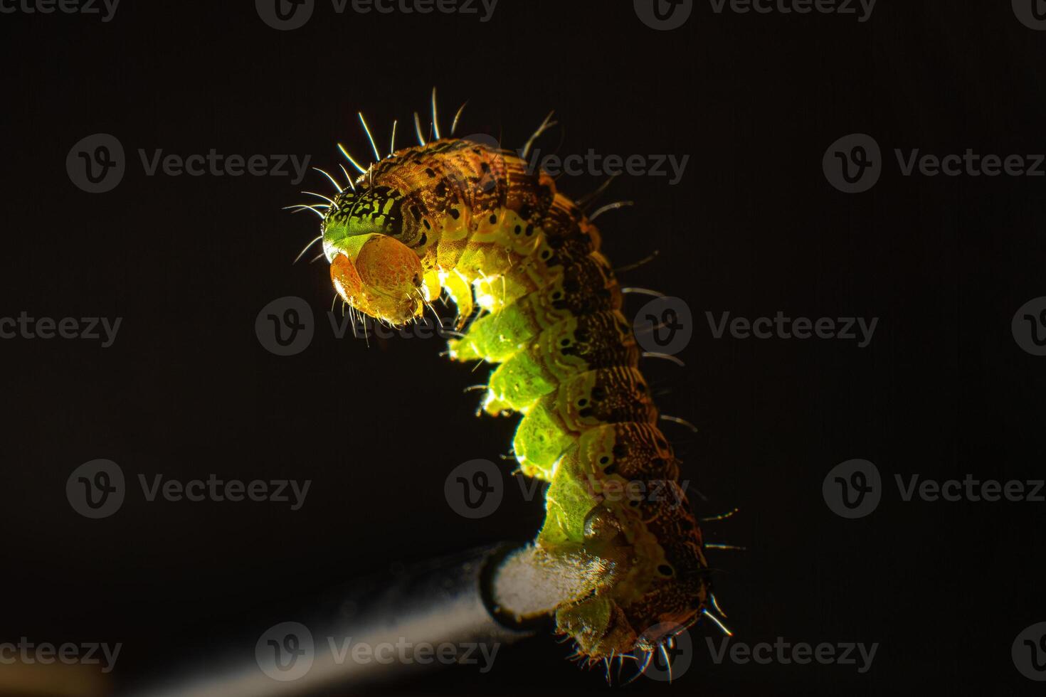 A multicolored caterpillar clutched at the tip of the tassel with its hind legs. Macro photo green caterpillar on black background