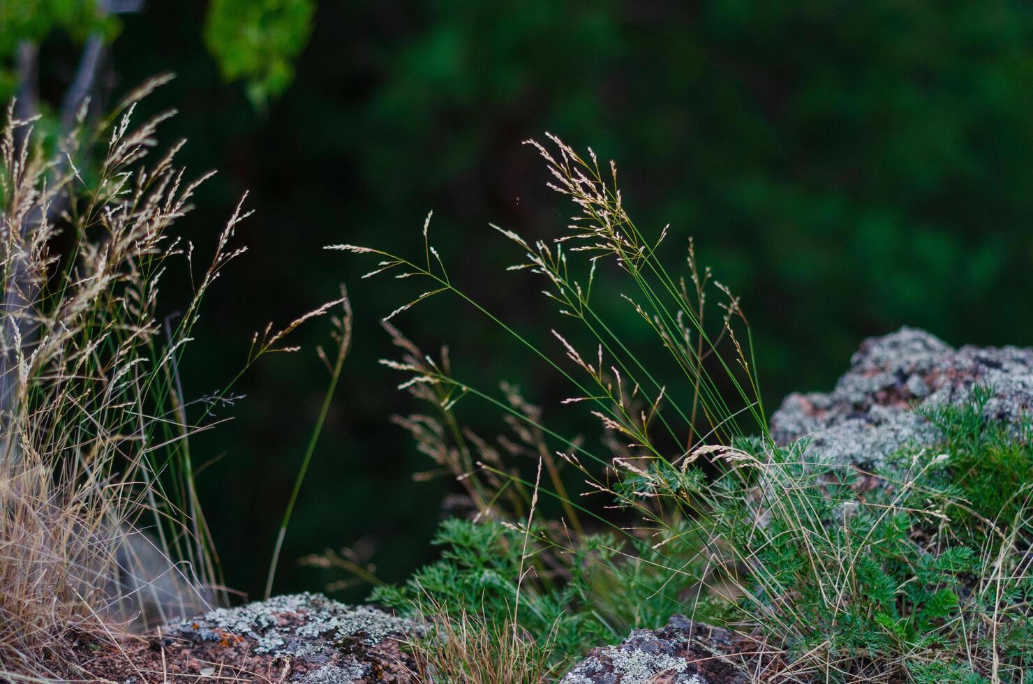 the grass growing on the rocks, the side in the background is dark photo