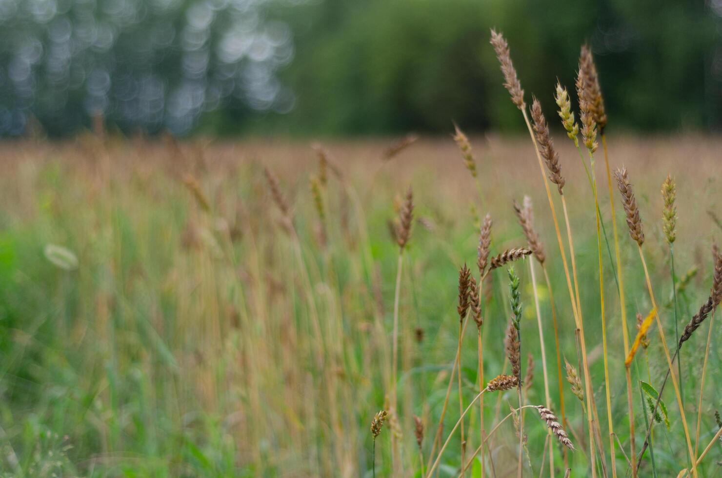 ears of grass horizontal photo Hight quality. Forest on background. Sunrise in agricultural field with ears of young green wheat and a path through