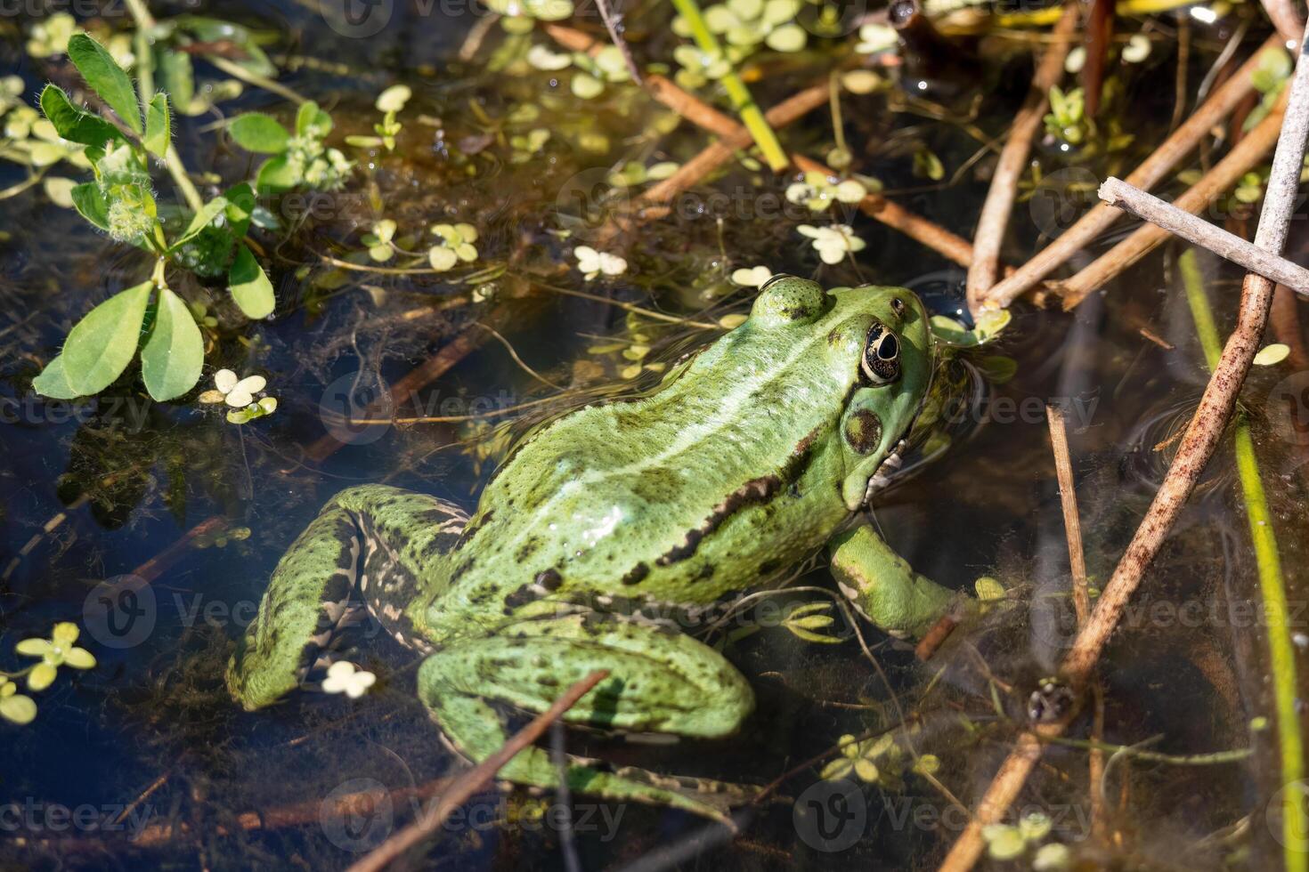 Close up shot of a Marsh Frog, pelophylax ridibundus, in a pond photo
