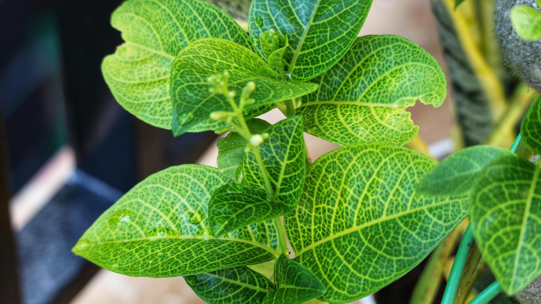 Close up photo of detailed leaves of Pseuderanthemum maculatum, commonly known as yellow vein eranthemum