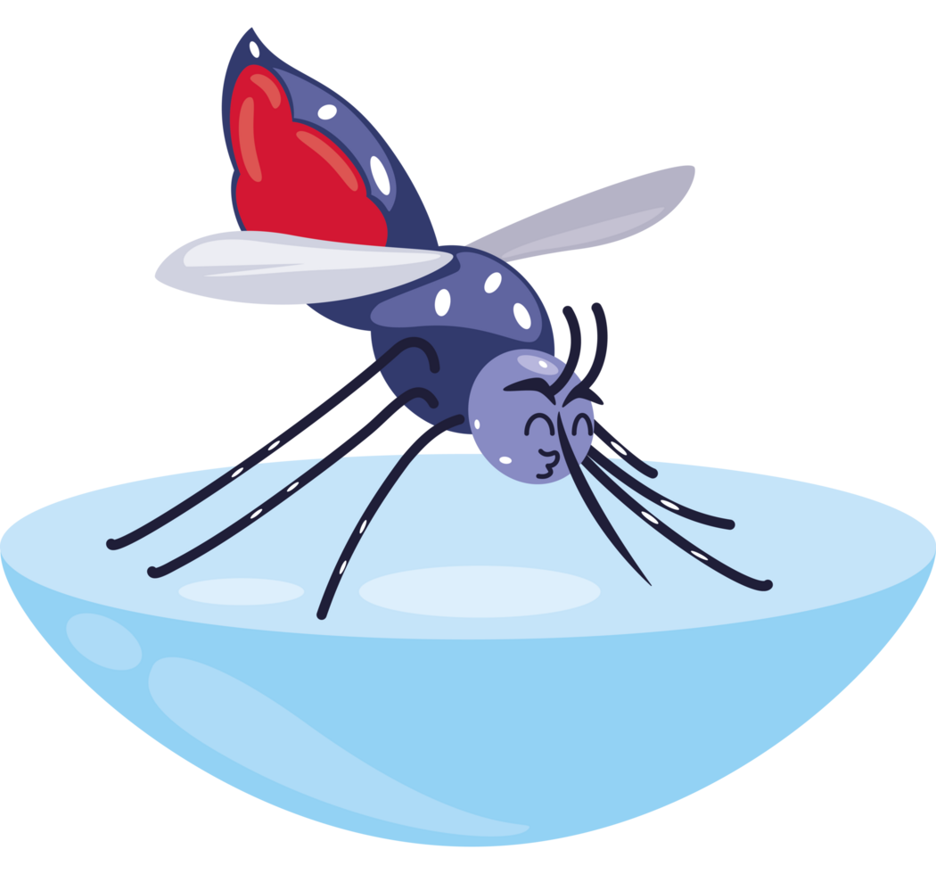 dengue aedes aegypti mosquito on water png