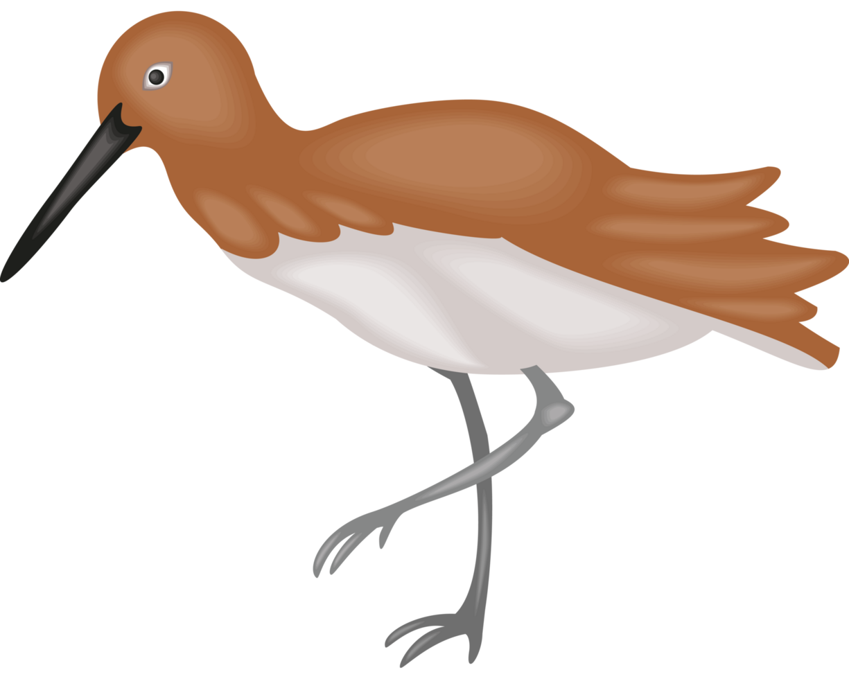 sandhill crane bird png
