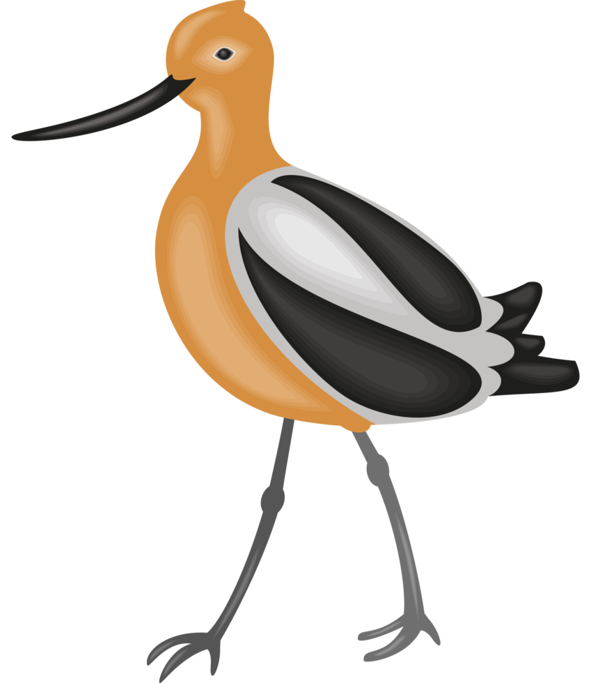 american avocet bird png